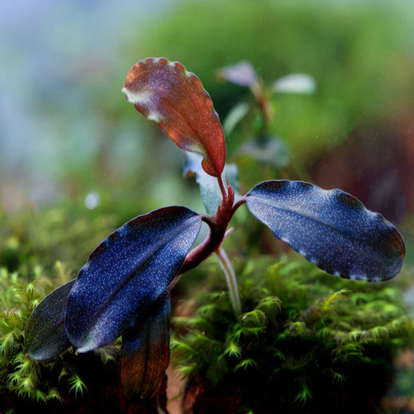 Bucephalandra sp. "Elegant deep blue"