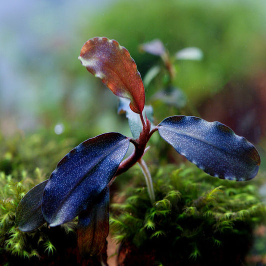 Bucephalandra sp. "Elegant deep blue"
