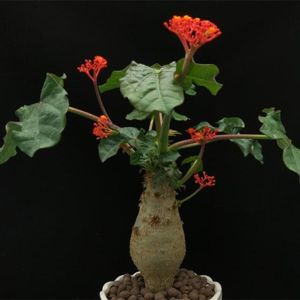 buddha belly succulent Buddha Belly Plant ( Jatropha podagrica )