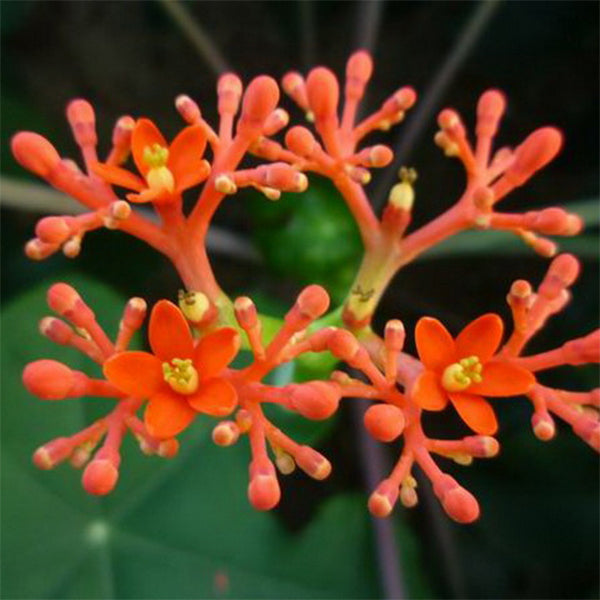 Buddha Belly Plant ( Jatropha podagrica )