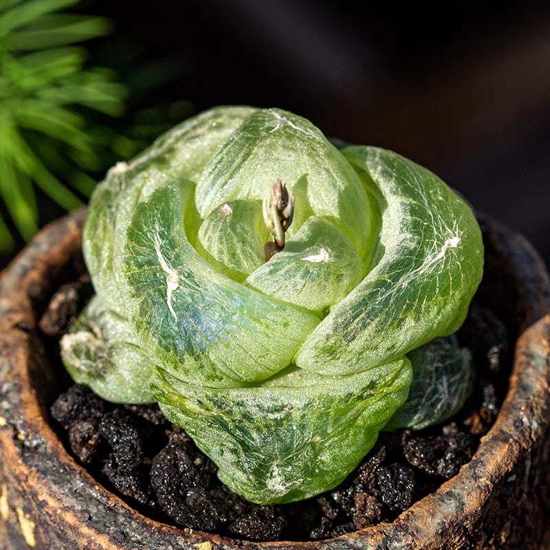 mesembryanthemoides succulent Waterglas window plant (Bulbine mesembryanthemoides Haw.) for Sale