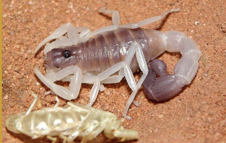 Burrowing Thick Tail Scorpion (Parabuthus raudus)