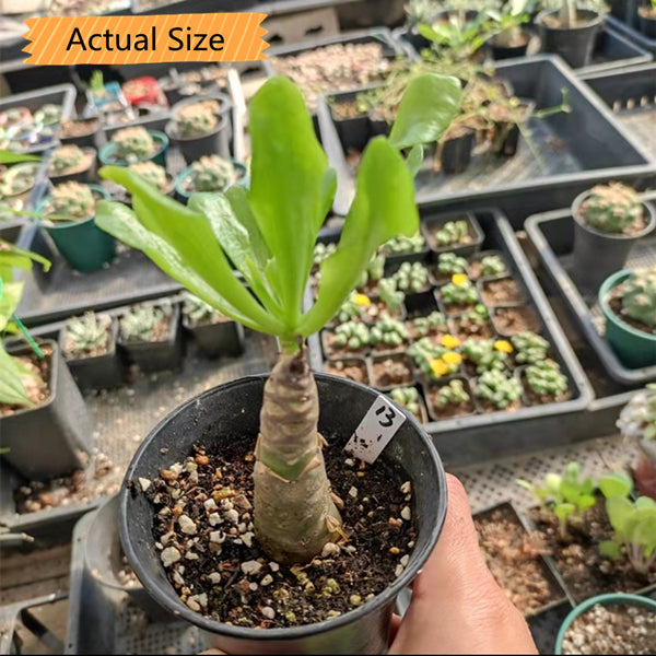 Butter tree (Tylecodon paniculatus)