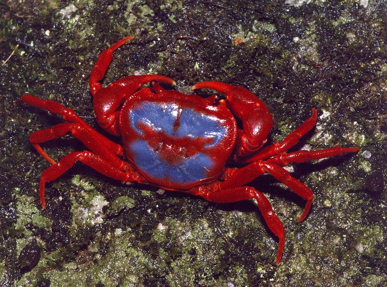 Butterfly Crab (Neilupotamon papileonaceum)