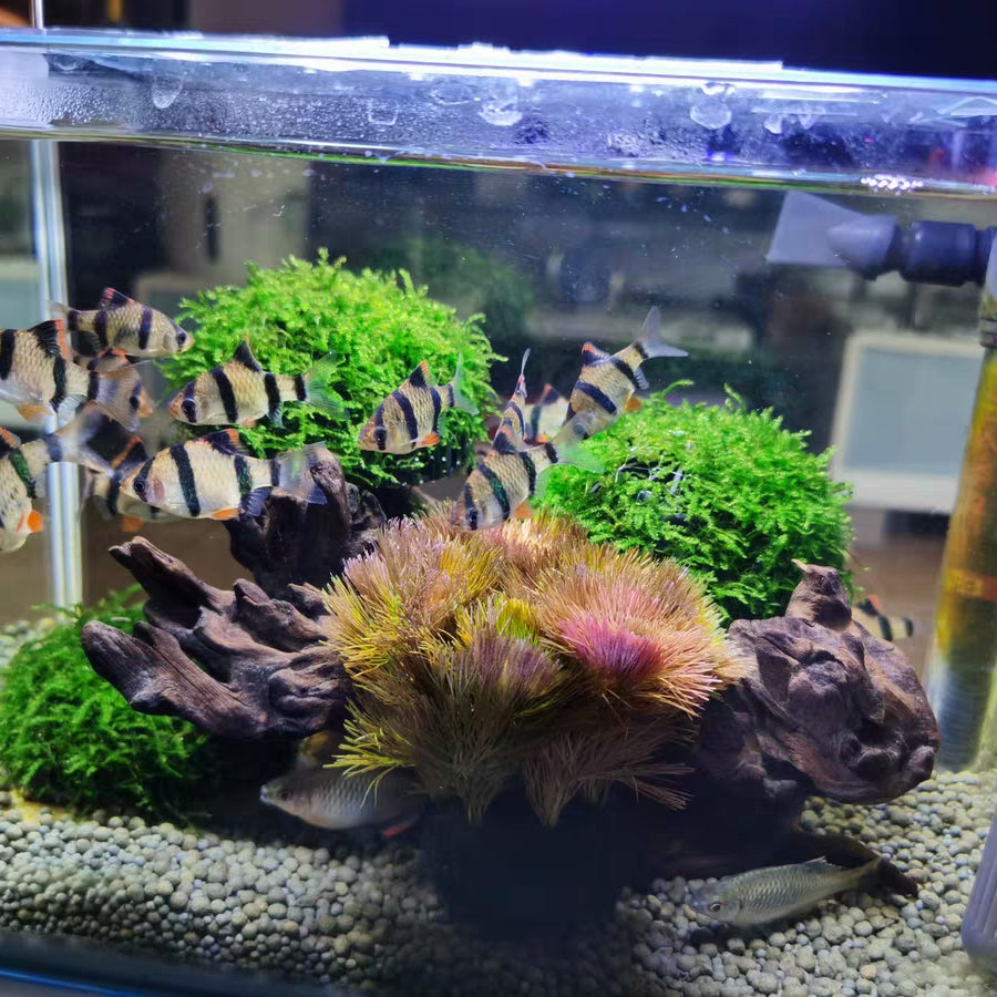 Cabomba piauhyensis ( Wabi-Kusa )