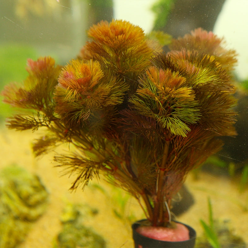 Cabomba piauhyensis ( Wabi-Kusa )