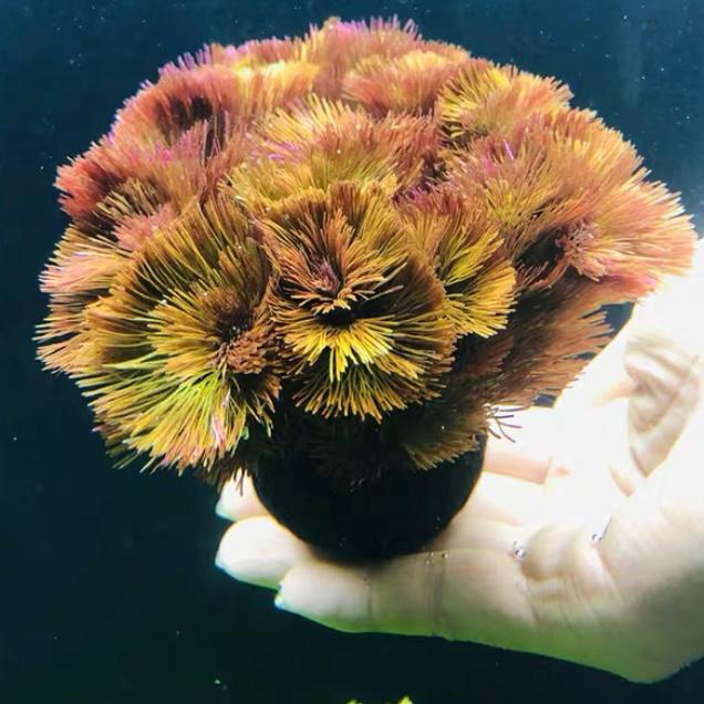 Cabomba piauhyensis ( Wabi-Kusa )