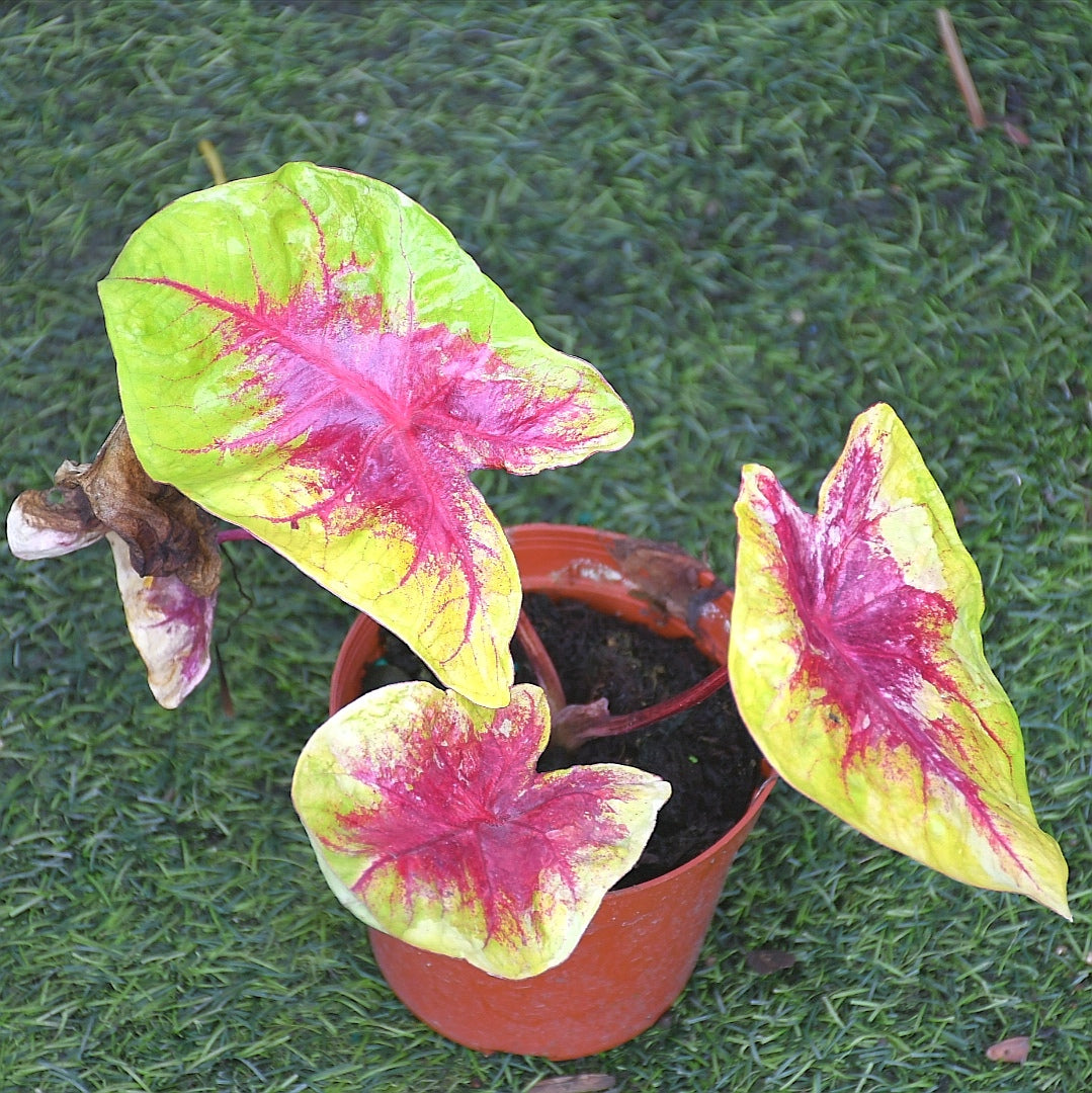 Caladium ' Red Belly ' ( Caladium bicolor )