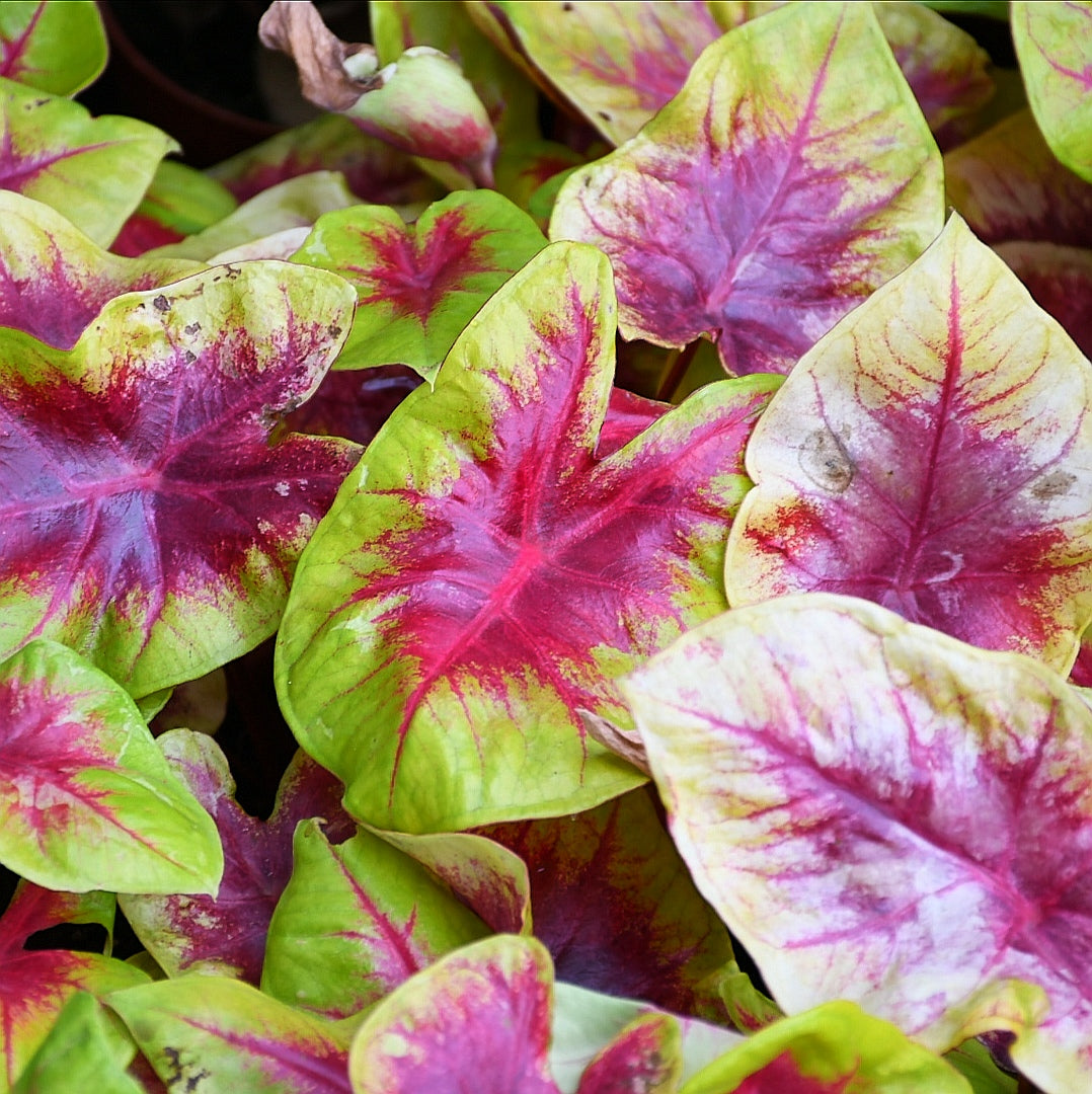 Caladium ' Red Belly ' ( Caladium bicolor )