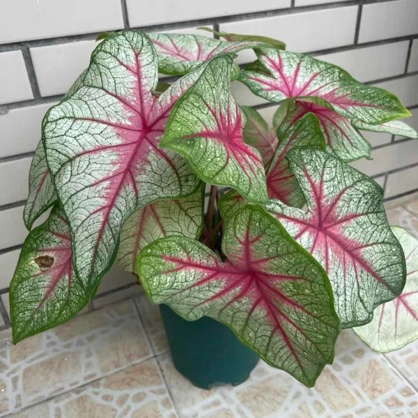 Caladium bicolor 'White Queen'