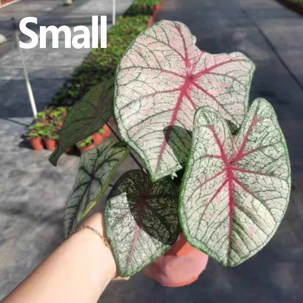 Caladium bicolor 'White Queen'
