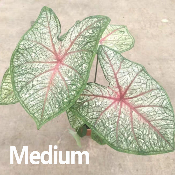 Caladium bicolor 'White Queen'