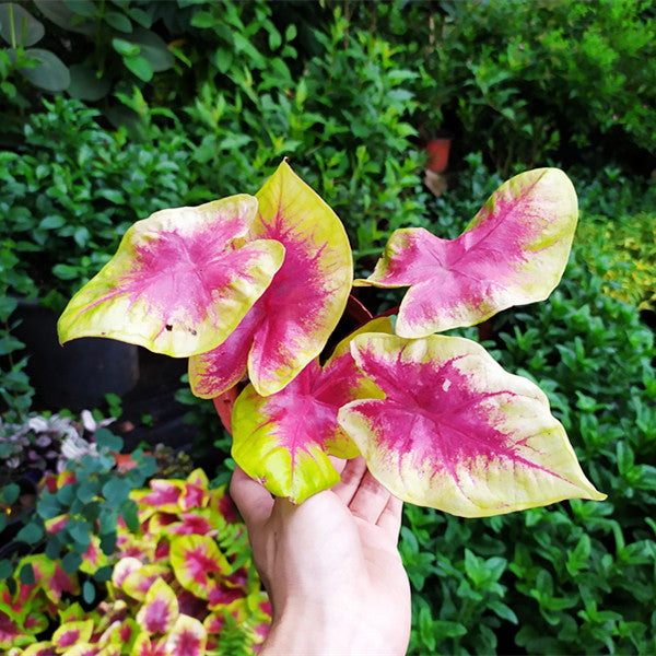 Caladium ' Red Belly ' ( Caladium bicolor )