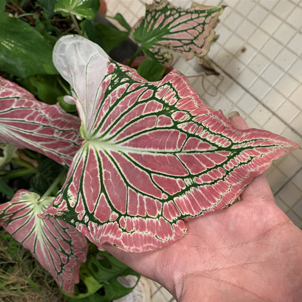 Caladium ' Pink Symphony ' ( Caladium bicolor )