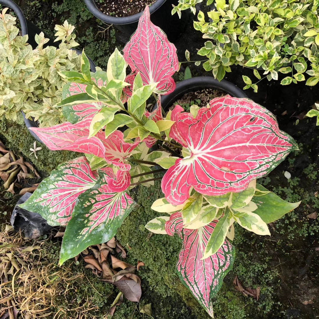 Caladium ' Pink Symphony ' ( Caladium bicolor )