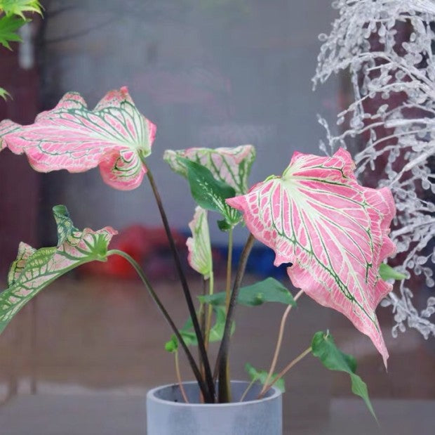 Caladium ' Pink Symphony ' ( Caladium bicolor )