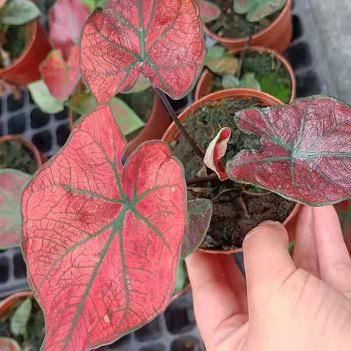 Caladium 'Festivia'