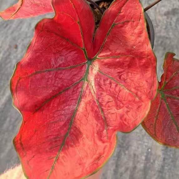 Caladium 'Festivia'
