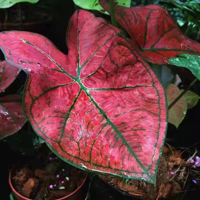 Caladium 'Festivia'
