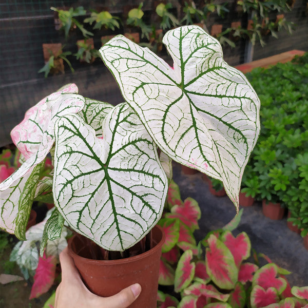 Caladium ' White Frost ' ( Caladium bicolor )