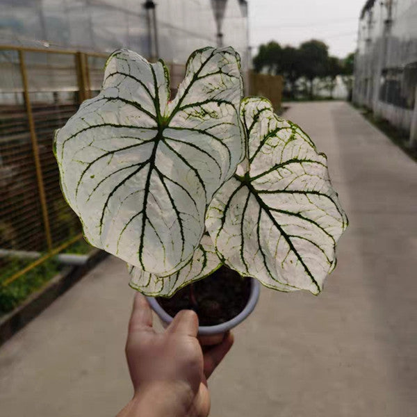 Caladium ' White Frost ' ( Caladium bicolor )