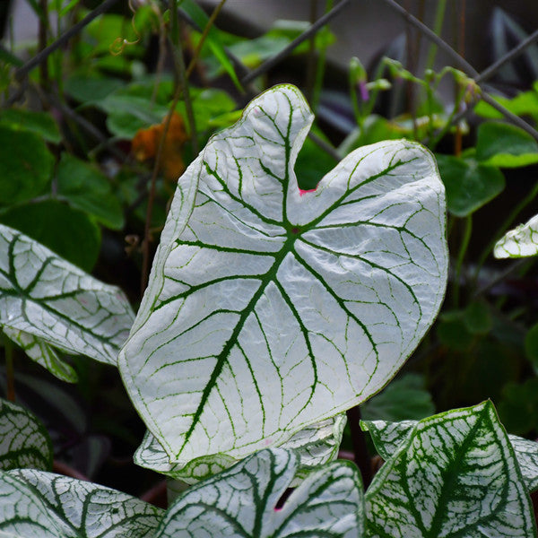 Caladium ' White Frost ' ( Caladium bicolor )