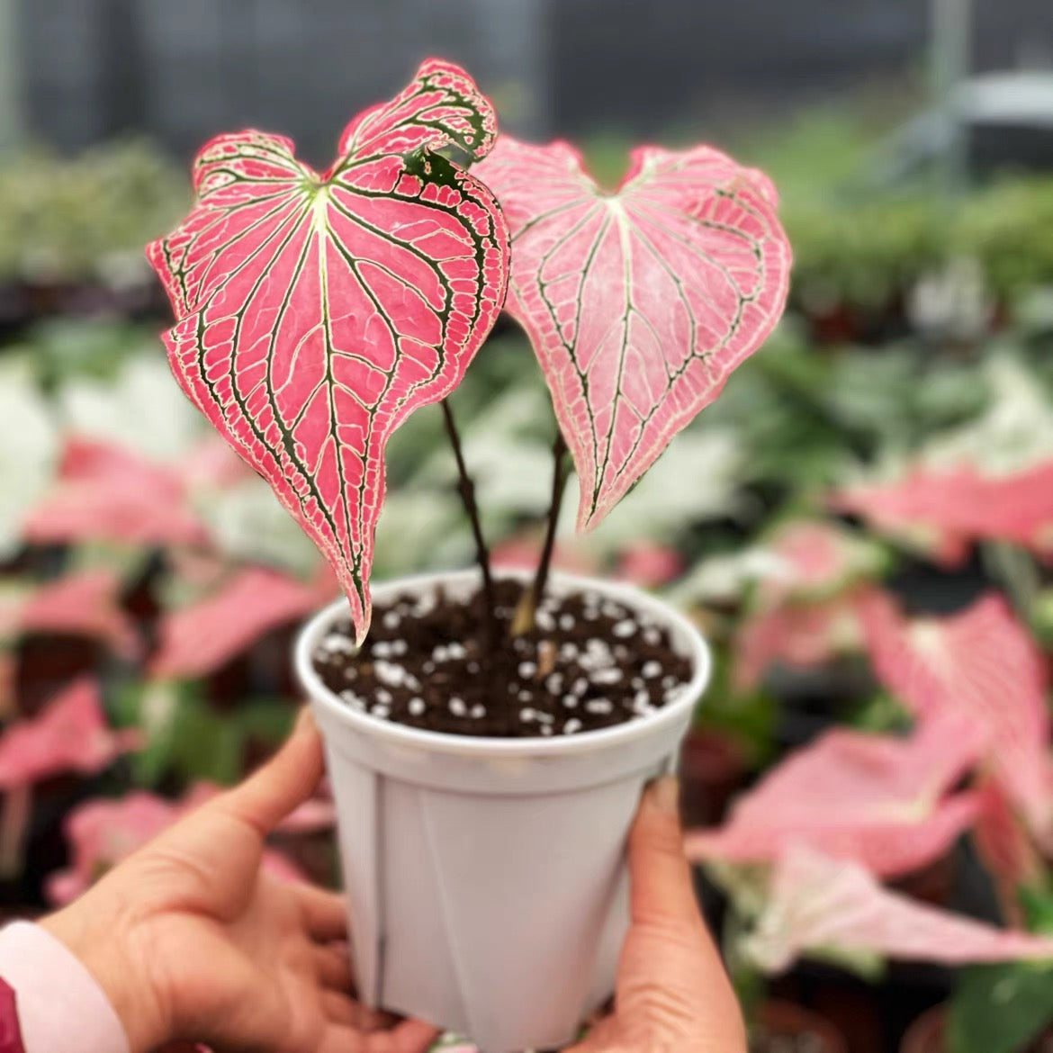 Caladium ' Pink Symphony ' ( Caladium bicolor )