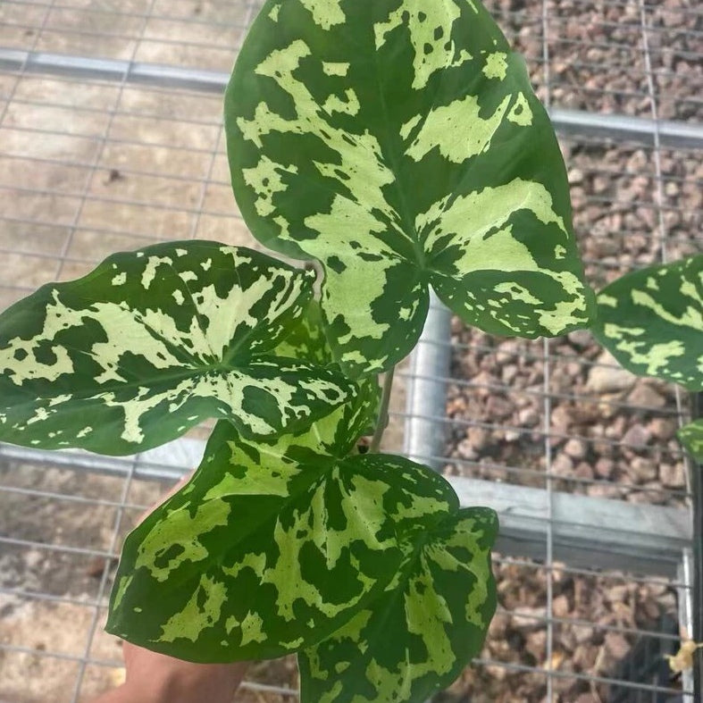 Caladium praetermissum' Hilo beauty '