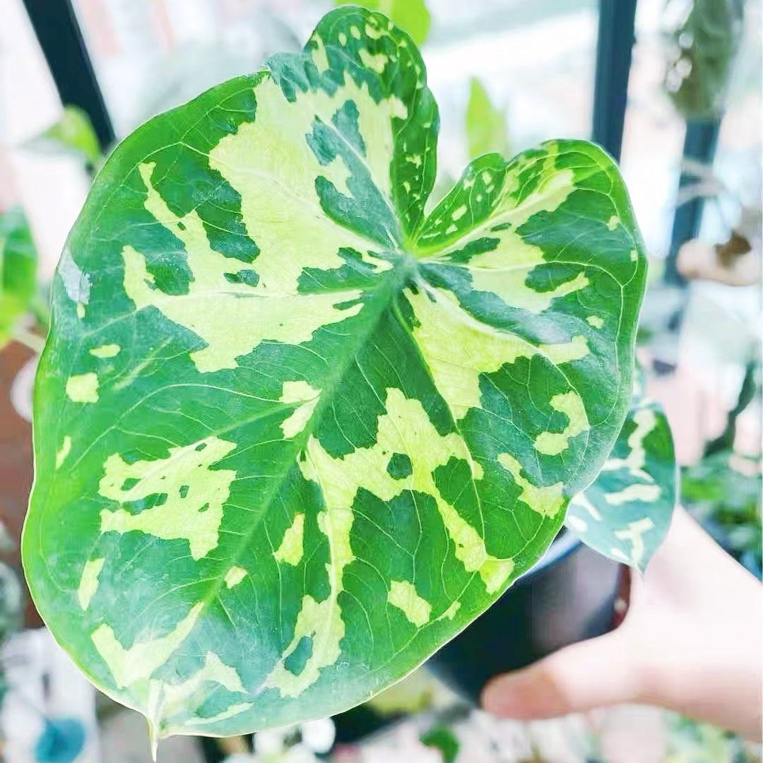 Caladium praetermissum' Hilo beauty '