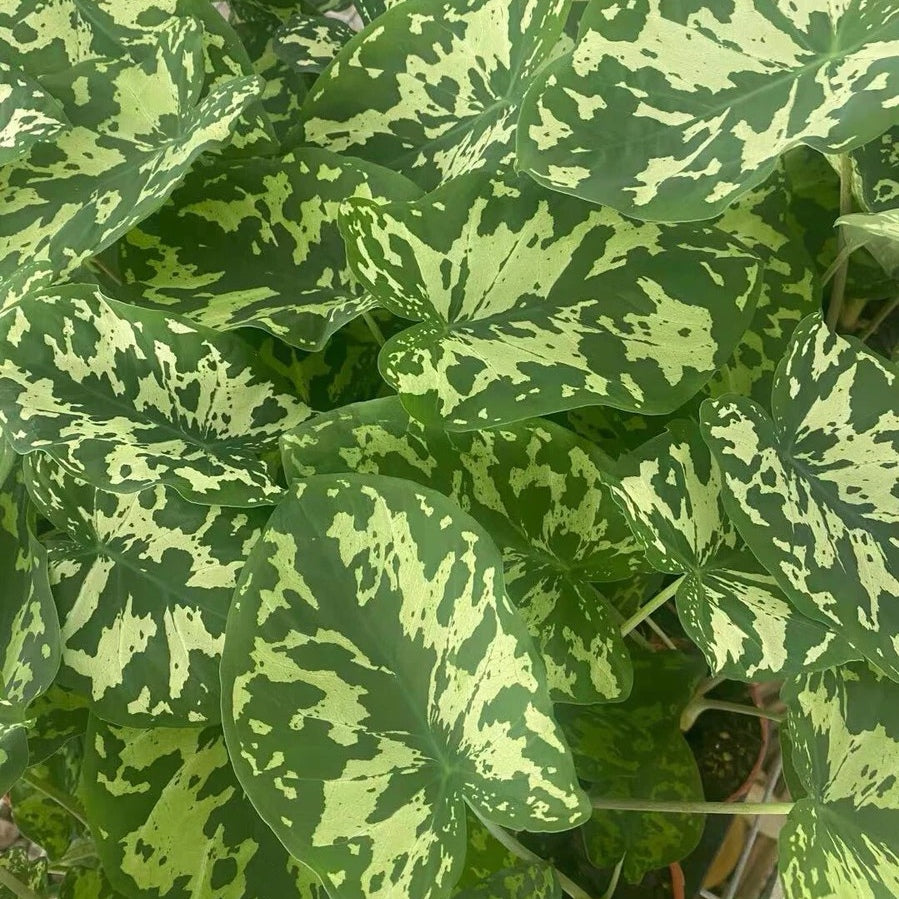 Caladium praetermissum' Hilo beauty '