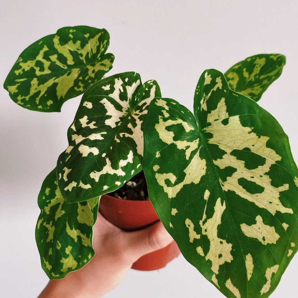 philodendron hilo Caladium praetermissum' Hilo beauty ' for Sale