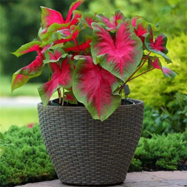 Caladium ‘ Red Glamour ’