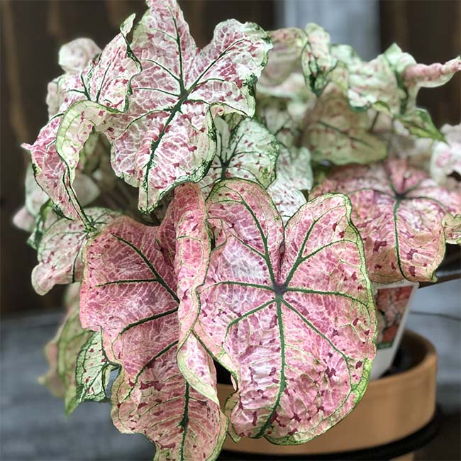 Caladium ' splash of wine '( Caladium bicolor )