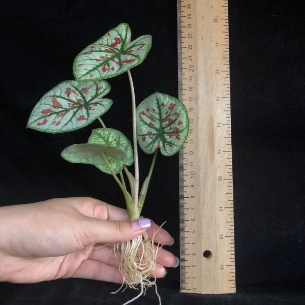 Caladium ' Strawberry Star ' ( Caladium bicolor )