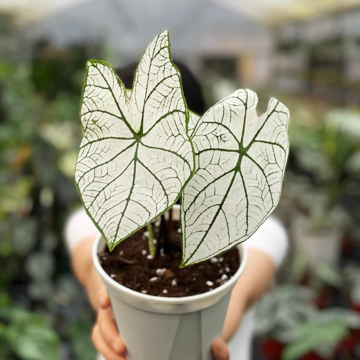 Caladium ' White Frost ' ( Caladium bicolor )