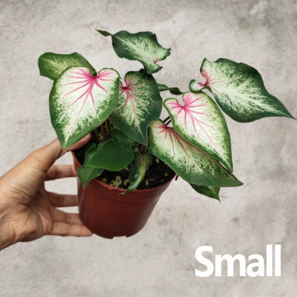 Caladium bicolor 'Blushing bride'