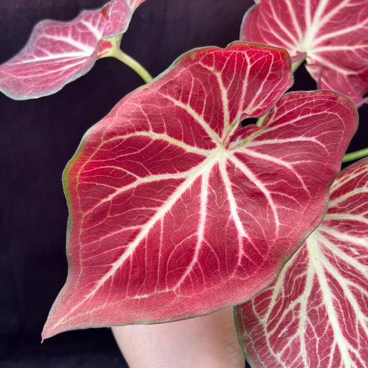 Caladium 'Red w / White Vein'