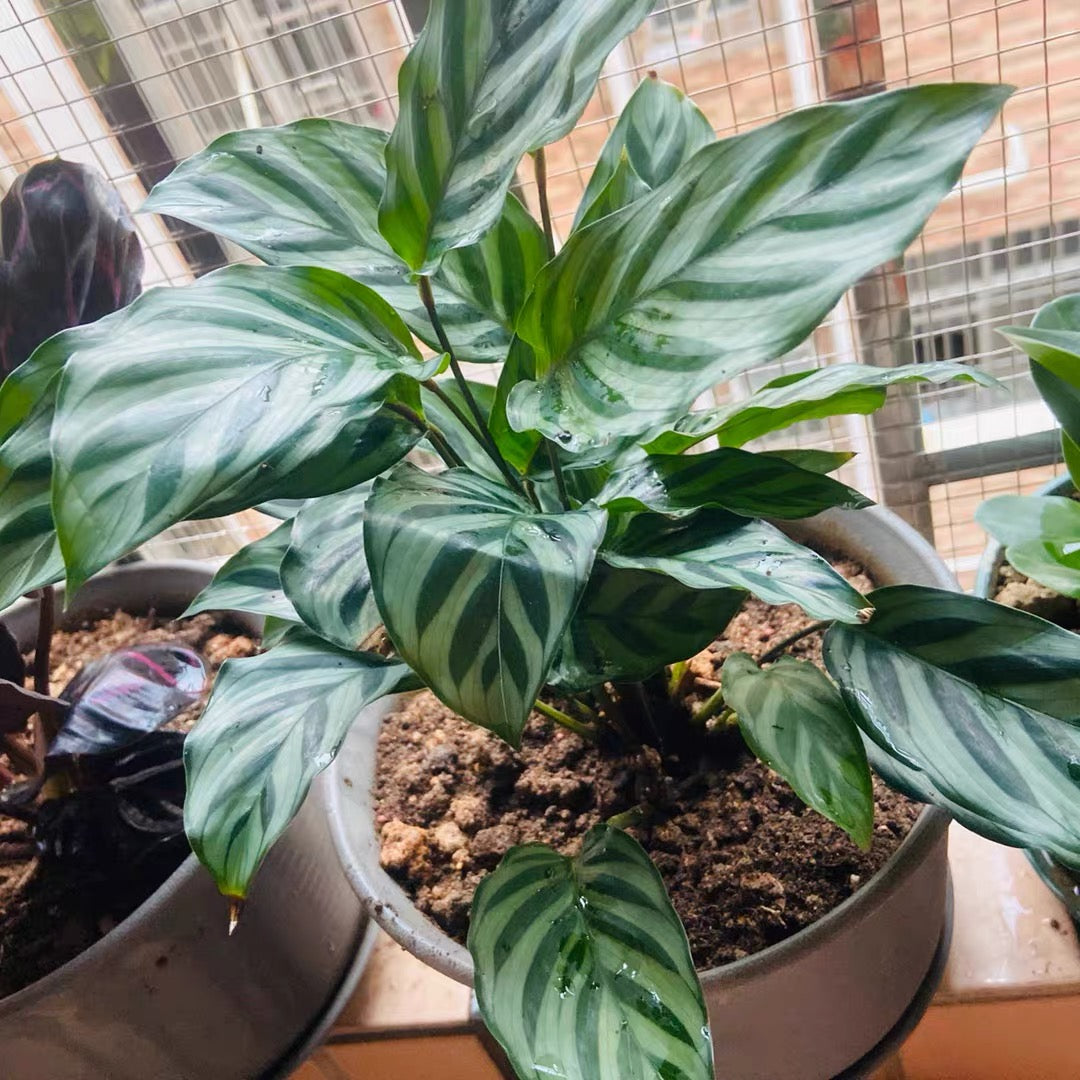 Calathea Concinna ' Freddie '