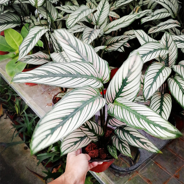 white star prayer plant Calathea Majestica ' White star '