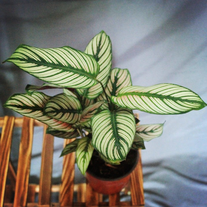 Calathea Majestica ' White star '