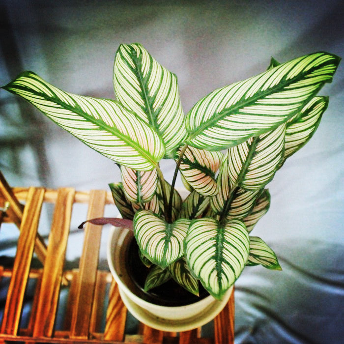 Calathea Majestica ' White star '