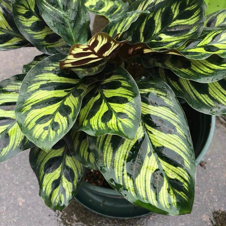 Calathea Makoyana