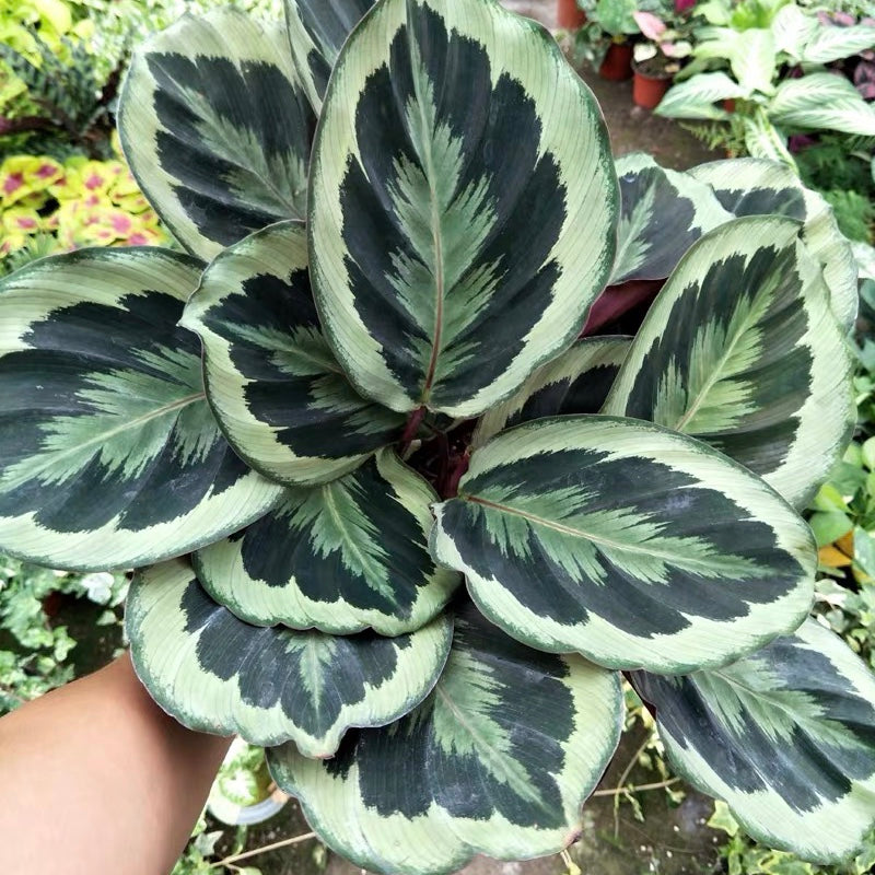 Calathea Medallion