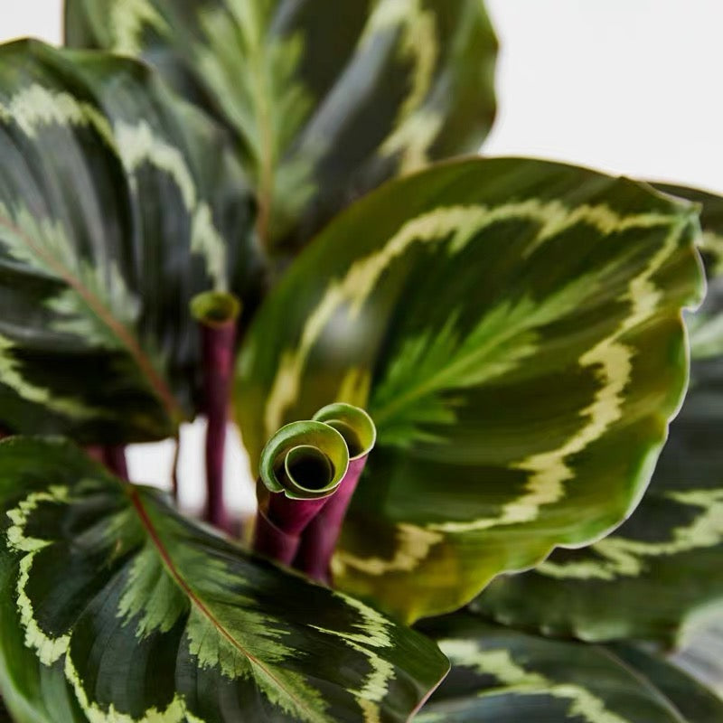 Calathea Medallion