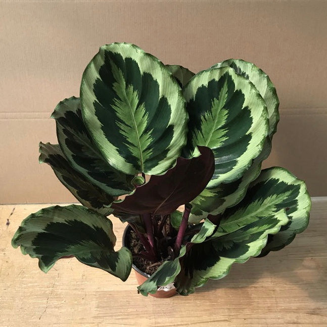 Calathea Medallion