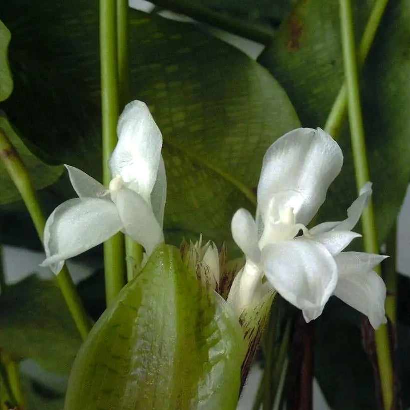 Calathea musaica ‘ Network ’