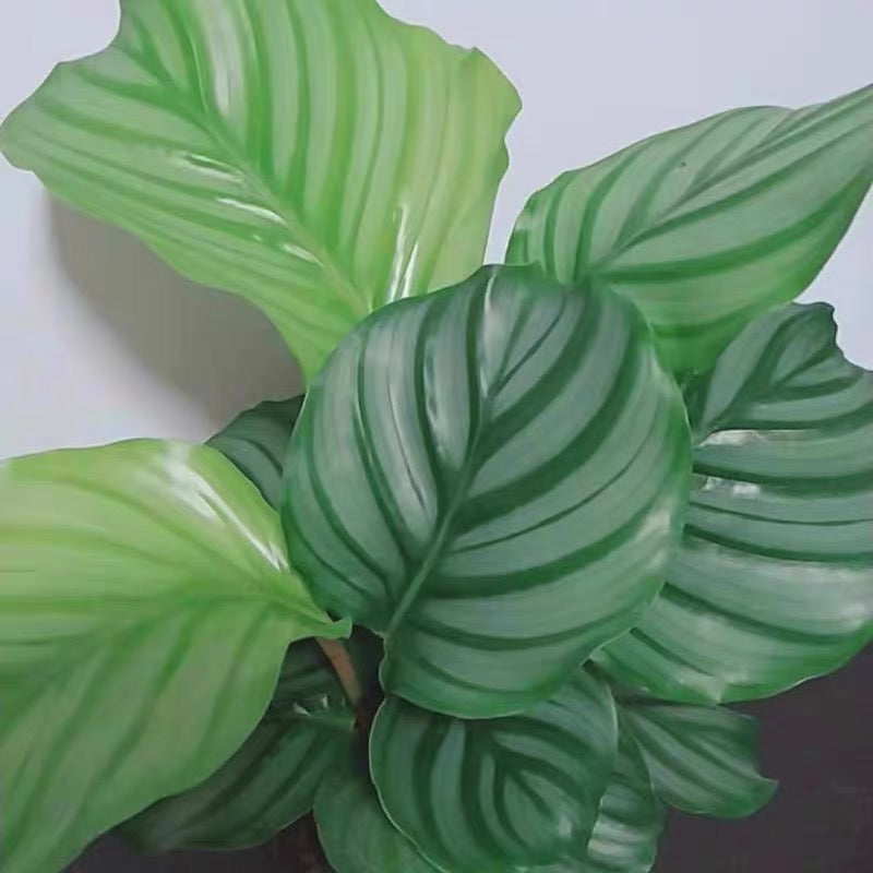 Calathea Orbifolia