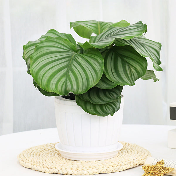 Calathea Orbifolia