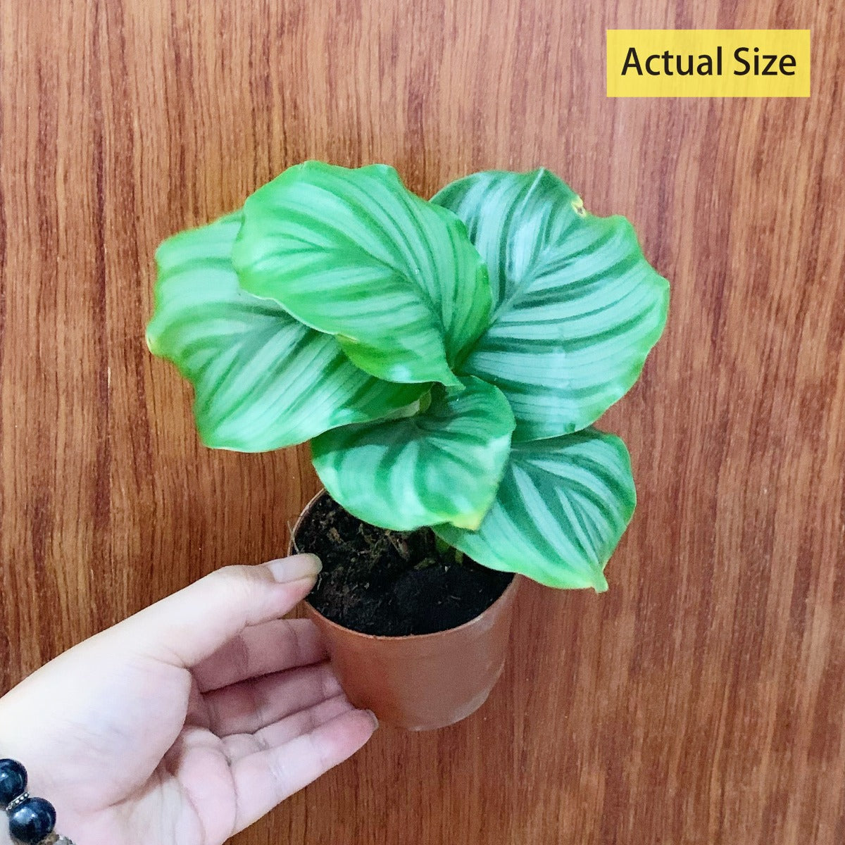 Calathea Orbifolia