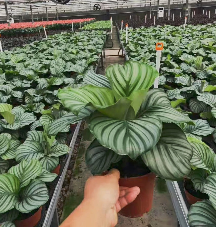Calathea Orbifolia